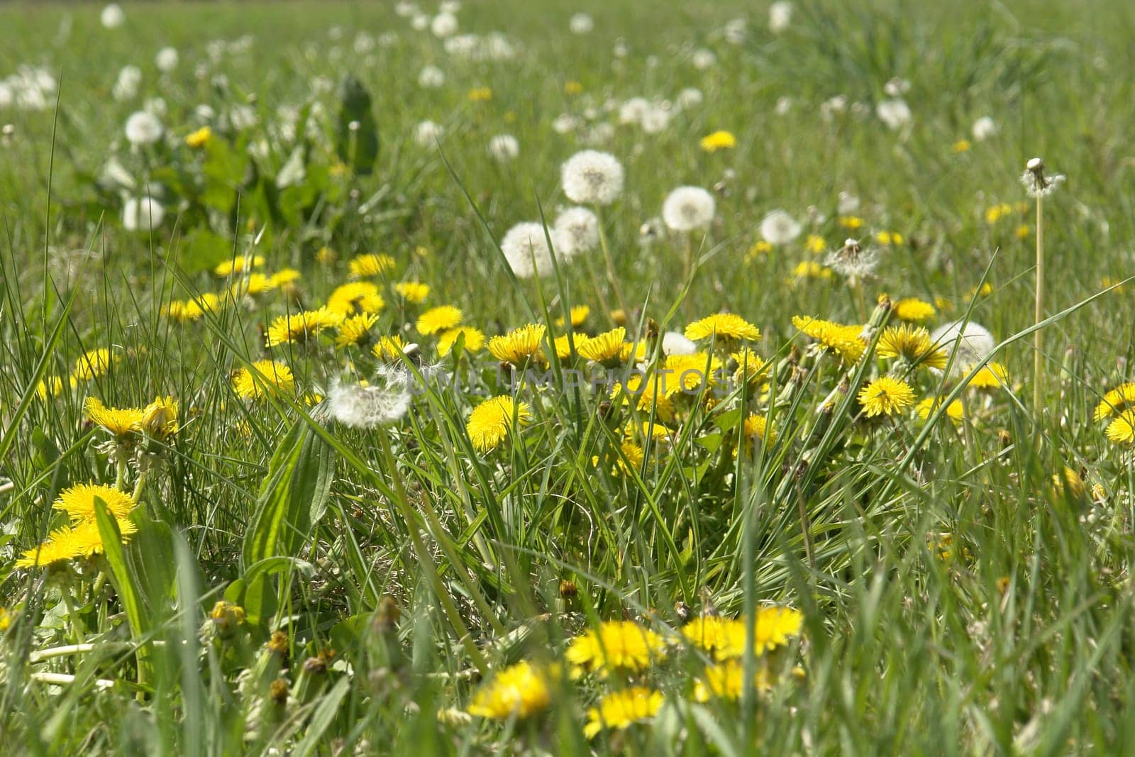 Spring meadow
