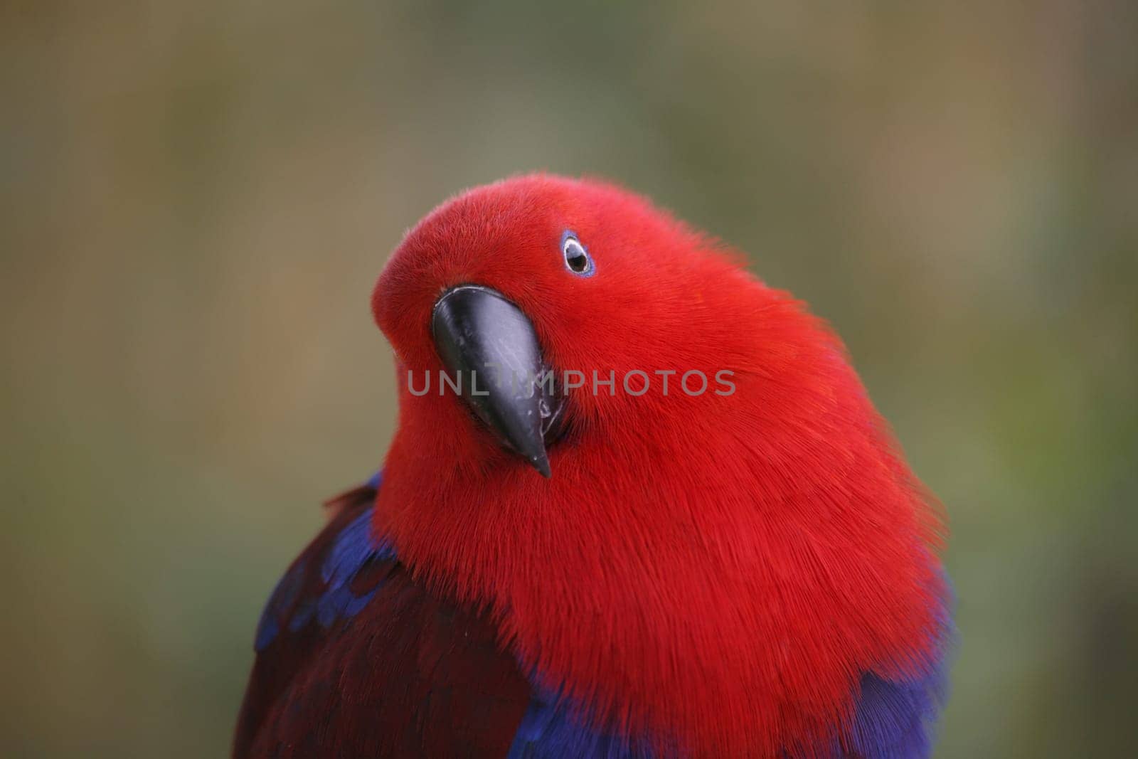 Eclectus roratus (female) - the male is completely different in color (green with red flanks and yellow upper beak). Because of these different colorations,males and females used to be mistaken for different species.