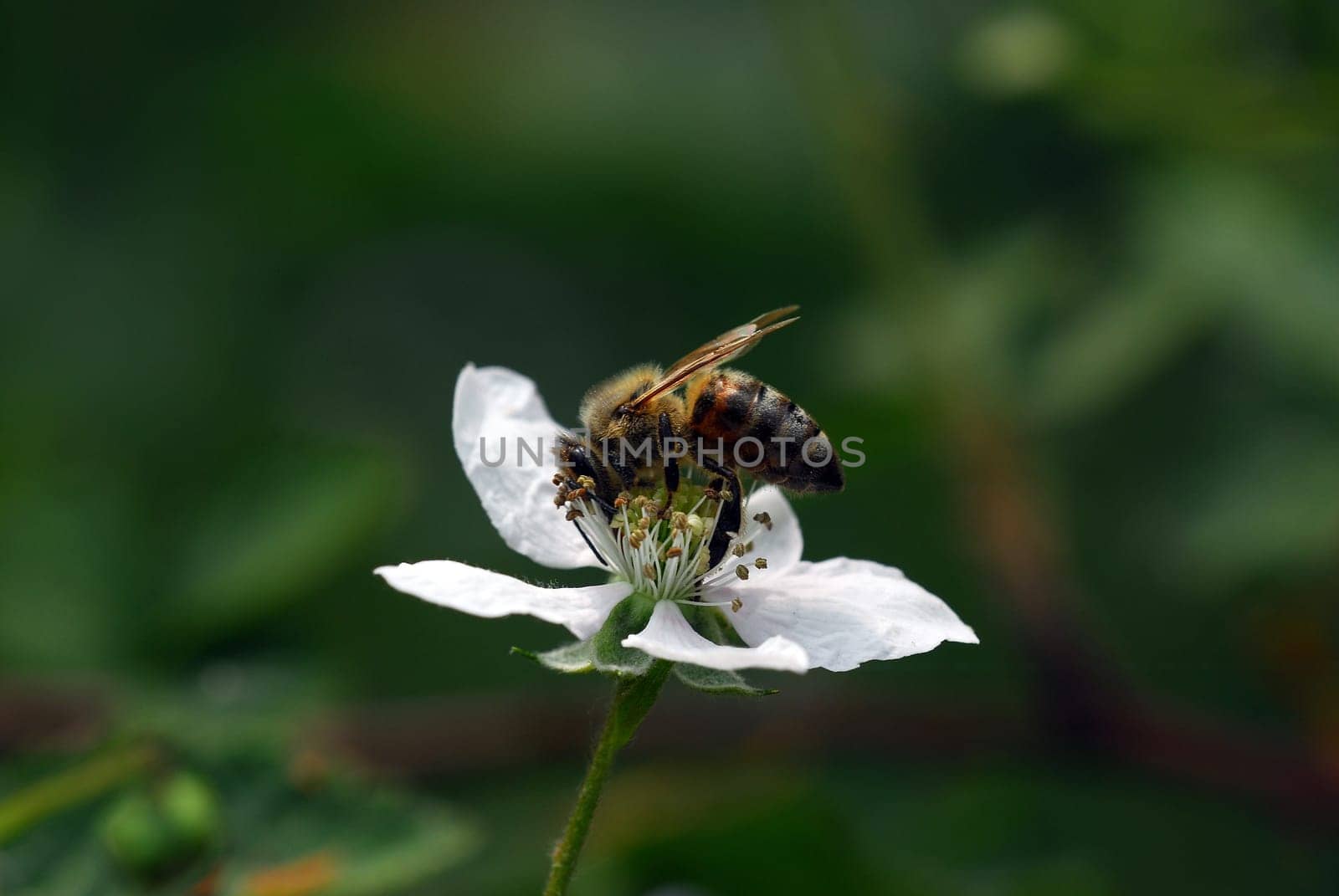 Bee