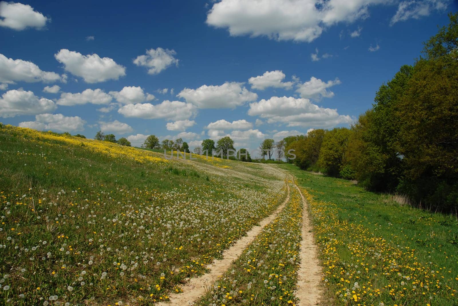 If I got a flower for every time I think of you,I could walk around my garden forever...... Claudia Ghandi