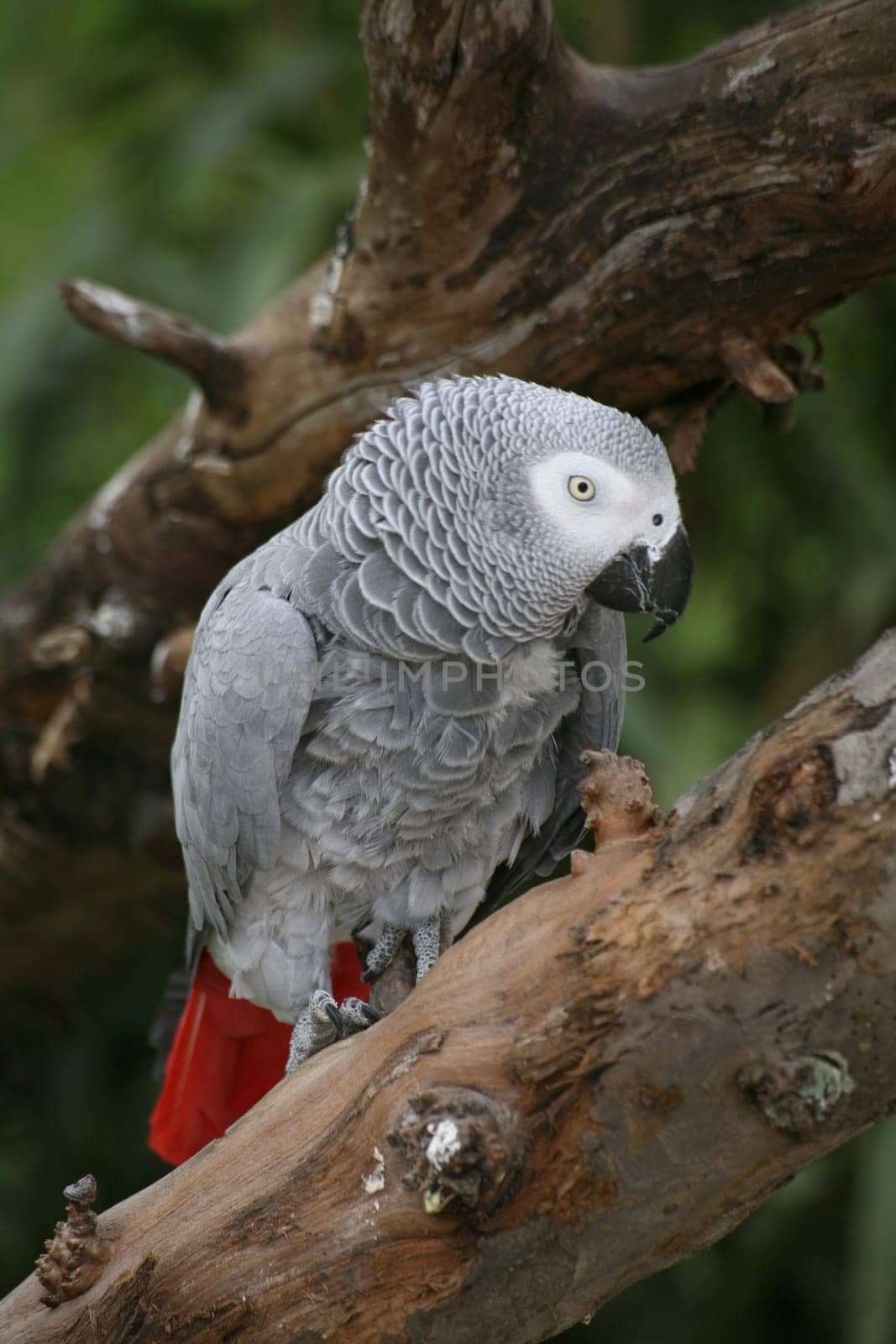 Psittacus erithacus