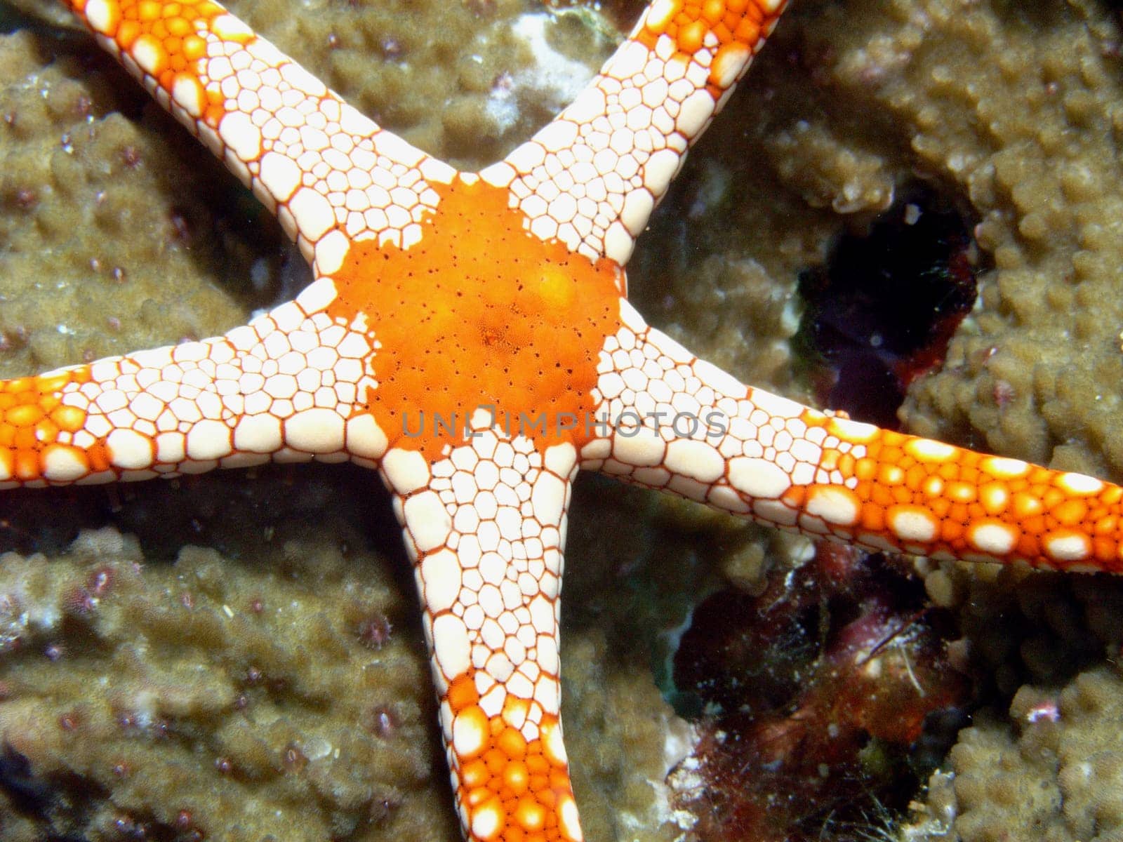 Starfish in the reef