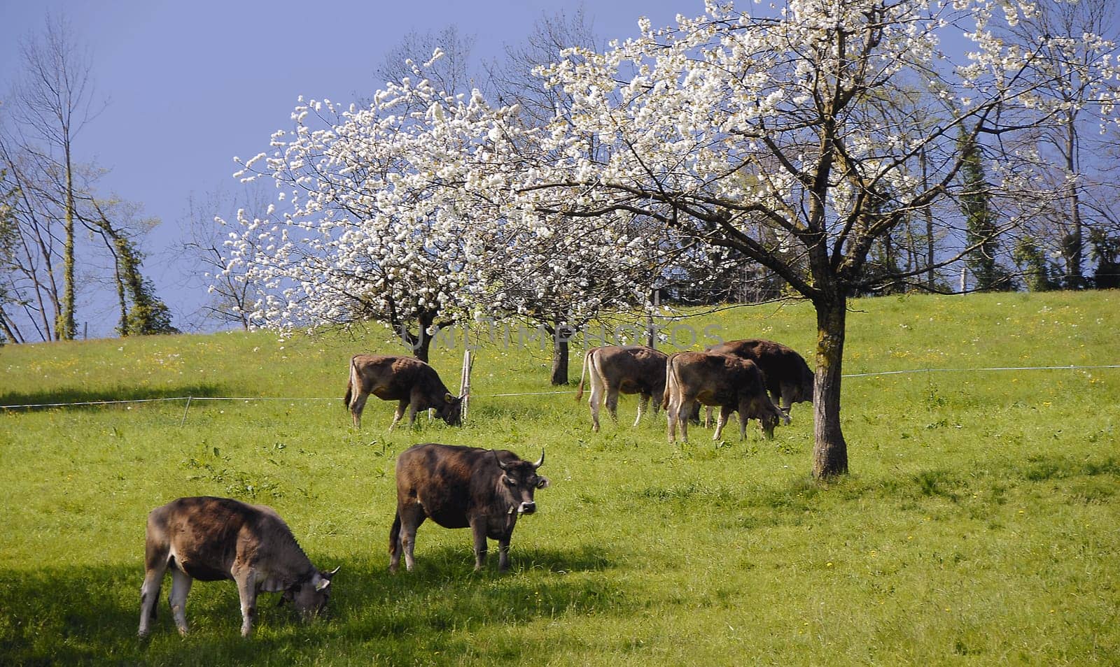 Cow idyll