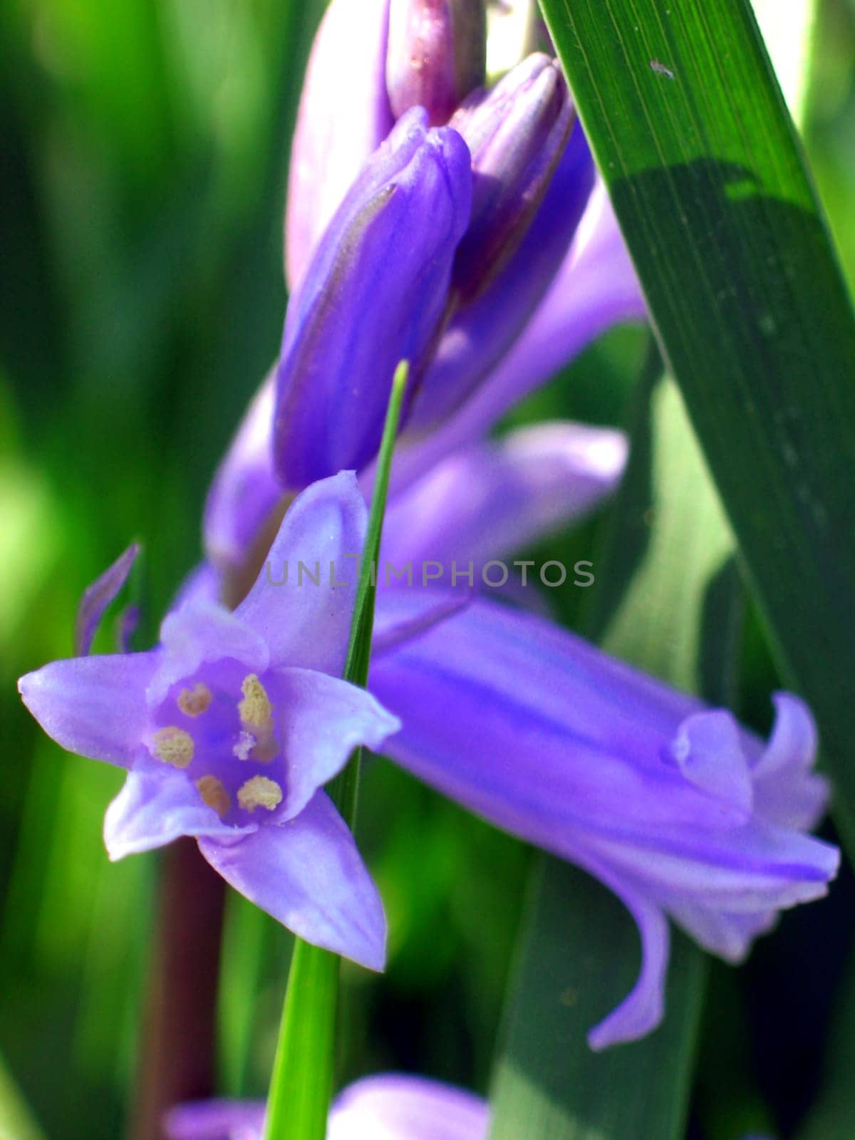 Hyacinth