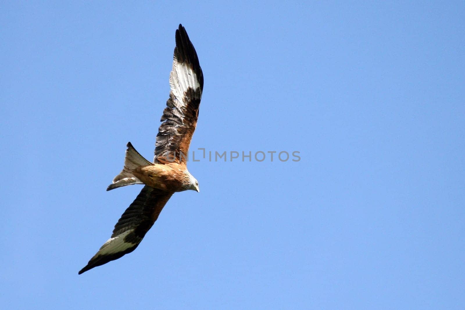 Red kite