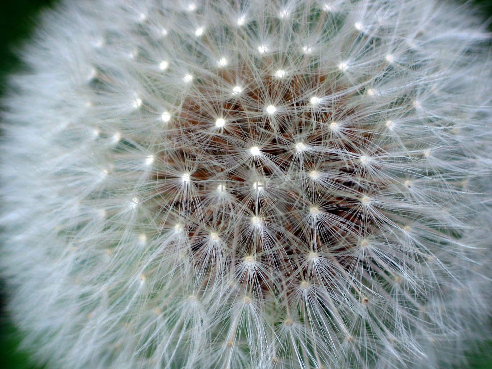 Dandelion