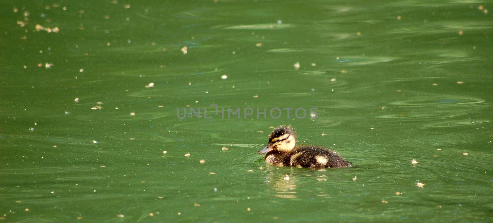 The chick was looking for the mom........ don't worry you were found -)