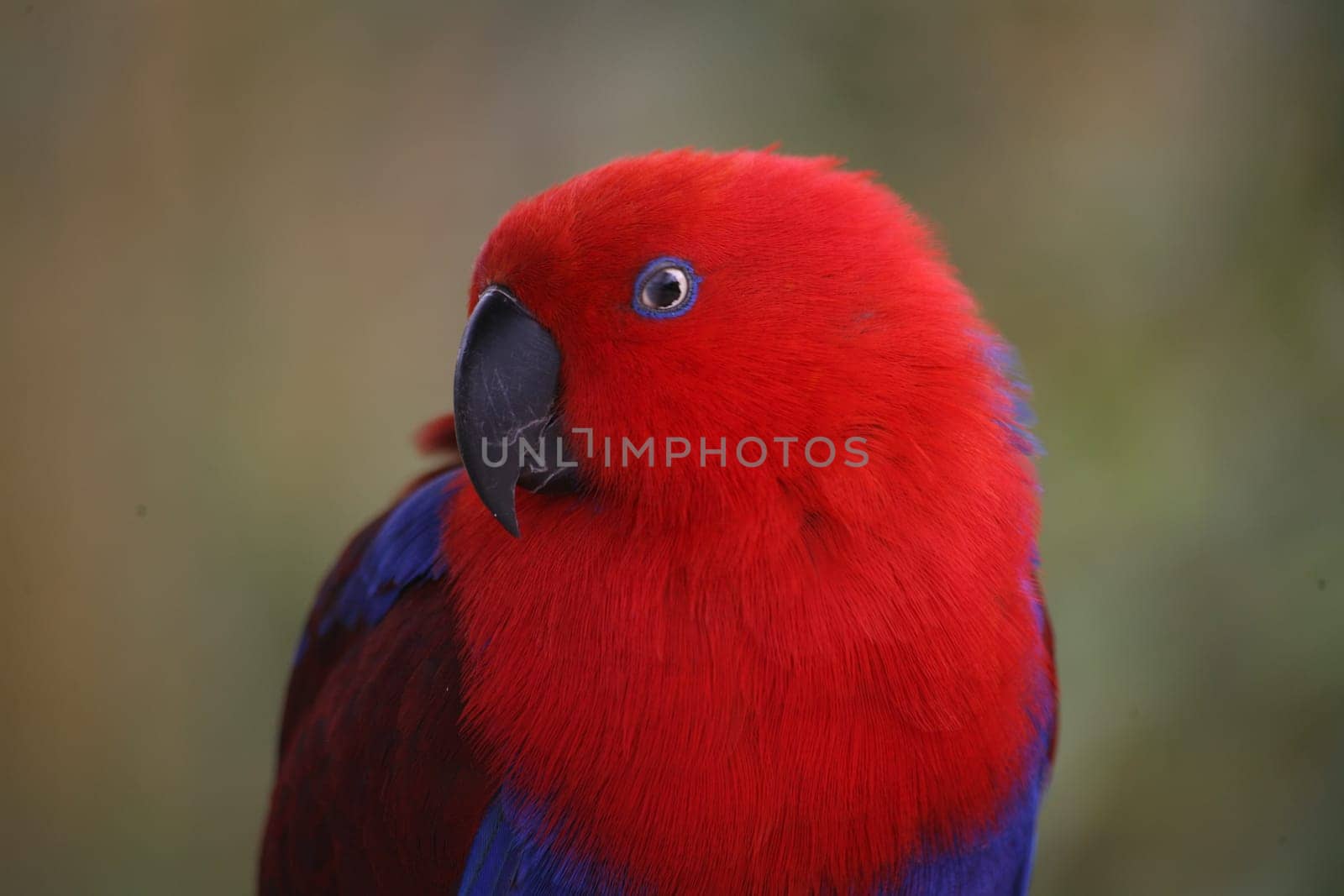 Eclectus roratus (female) - the male is completely different in color (green with red flanks and yellow upper beak). Because of these different colorations,males and females used to be mistaken for different species.