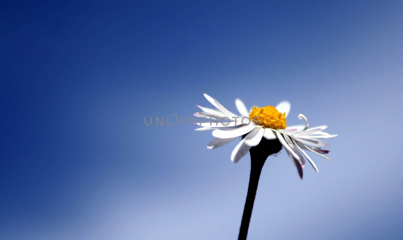 Lonely