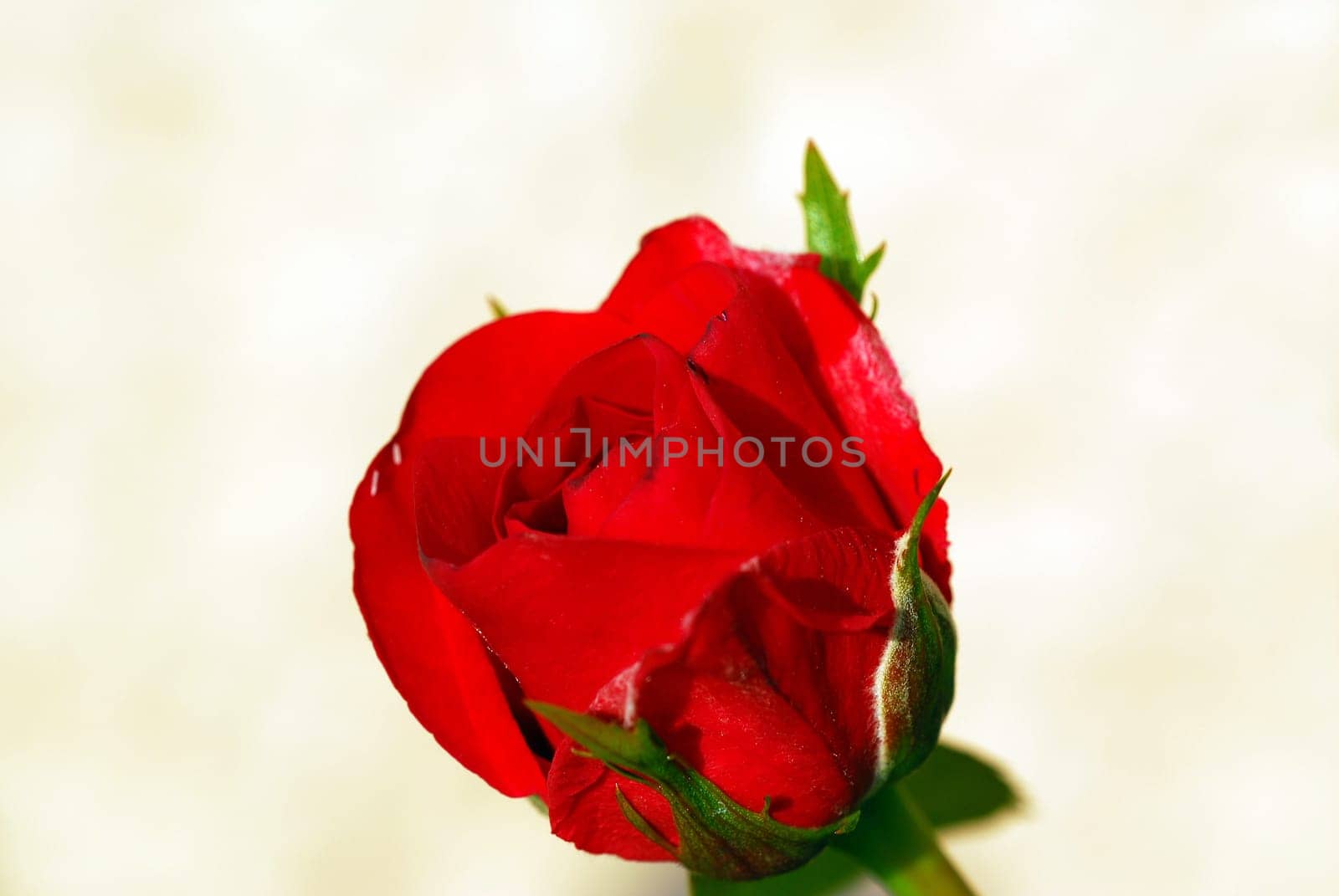rose without hip without rosehip