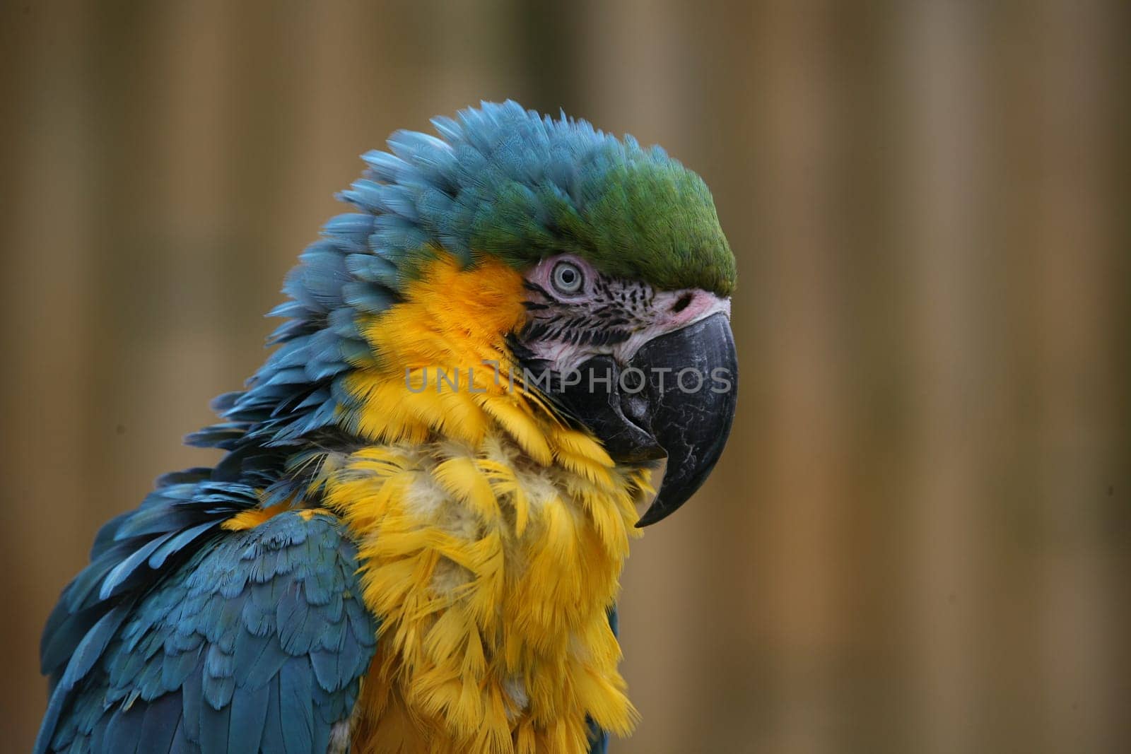 Yellow-breasted macaw