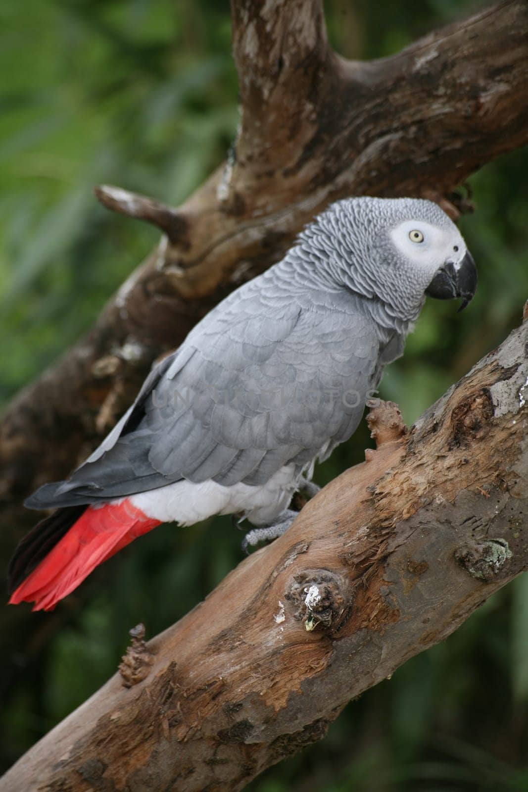 Psittacus erithacus