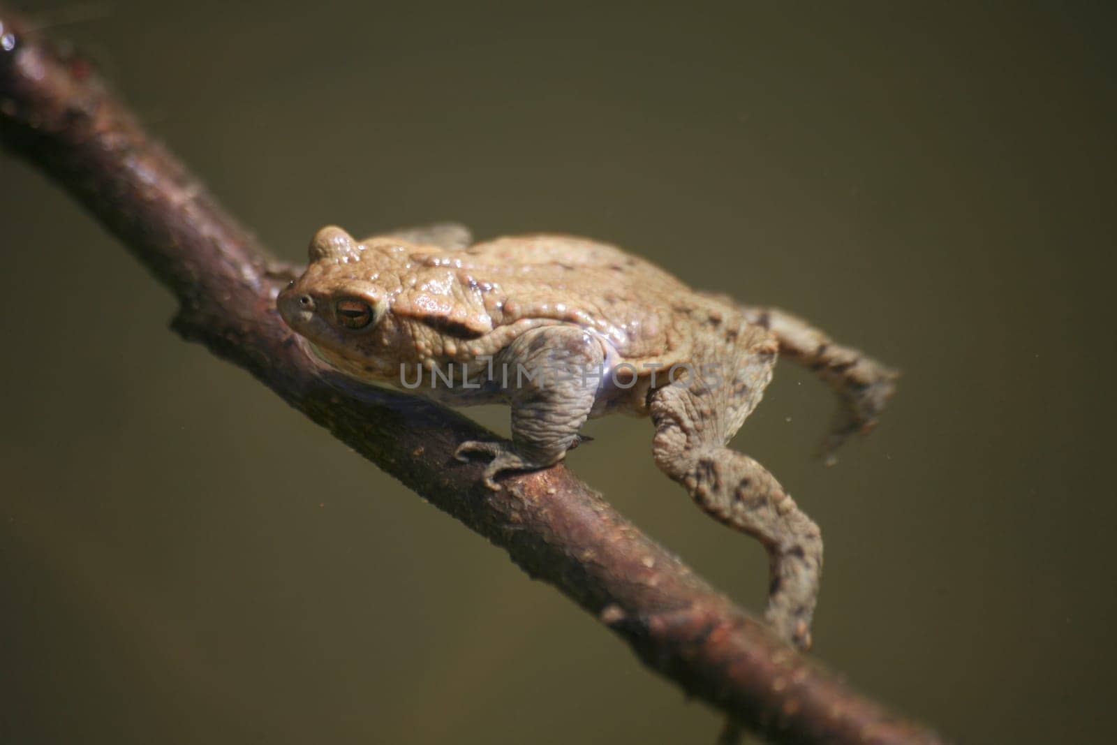 Common toad