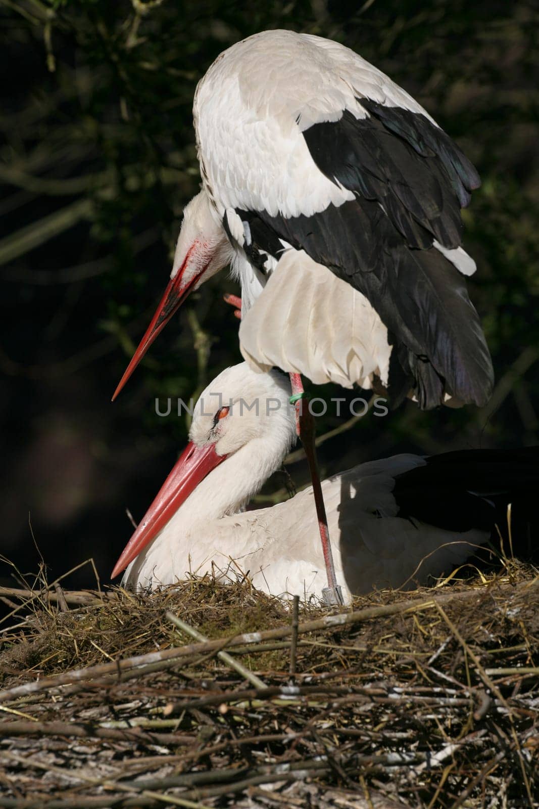 Pair of storks in their nest