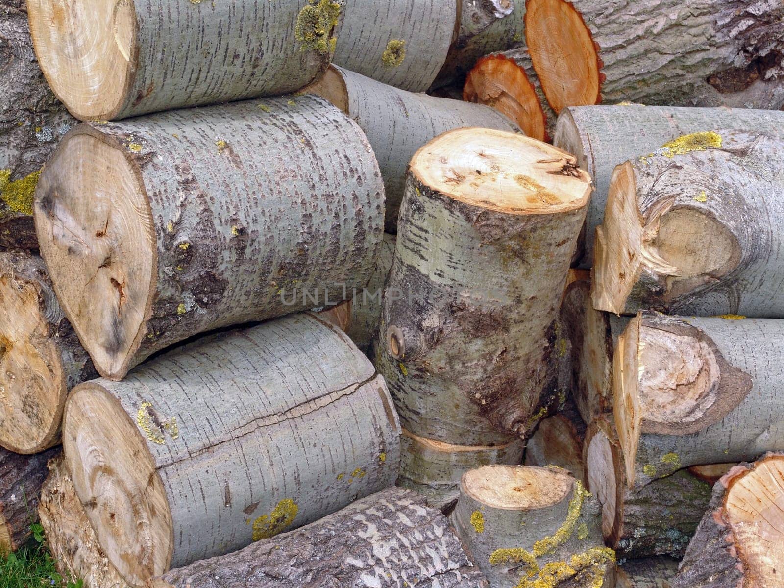 Aspen wood