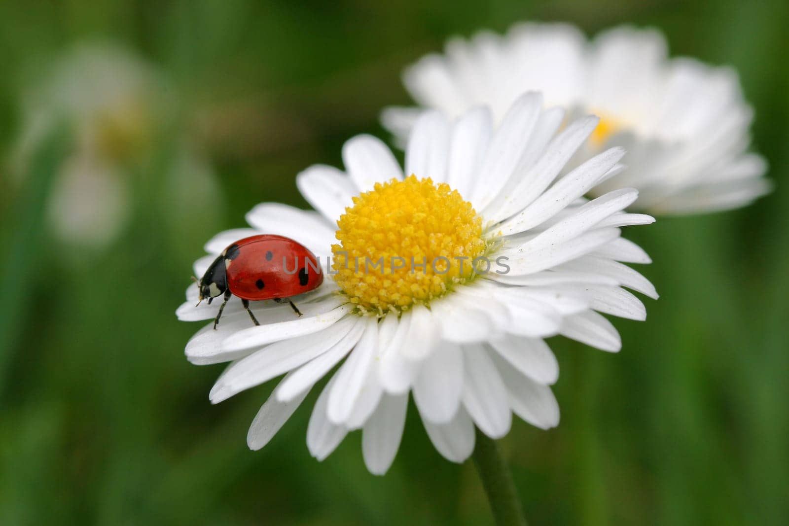 Daisy