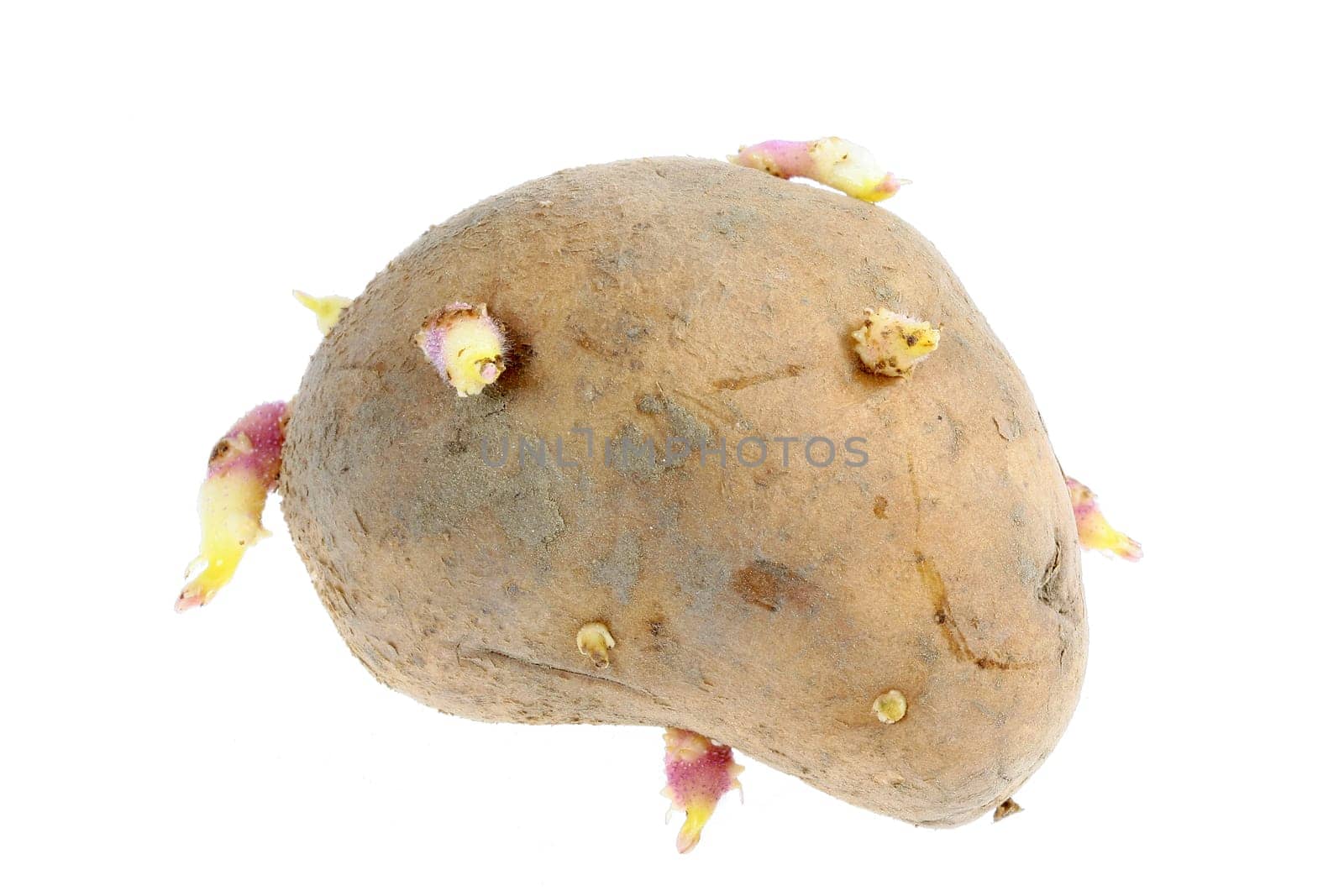 germinating cartollels