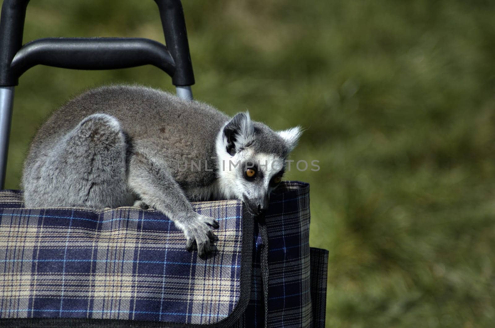 Take me to Madagascar