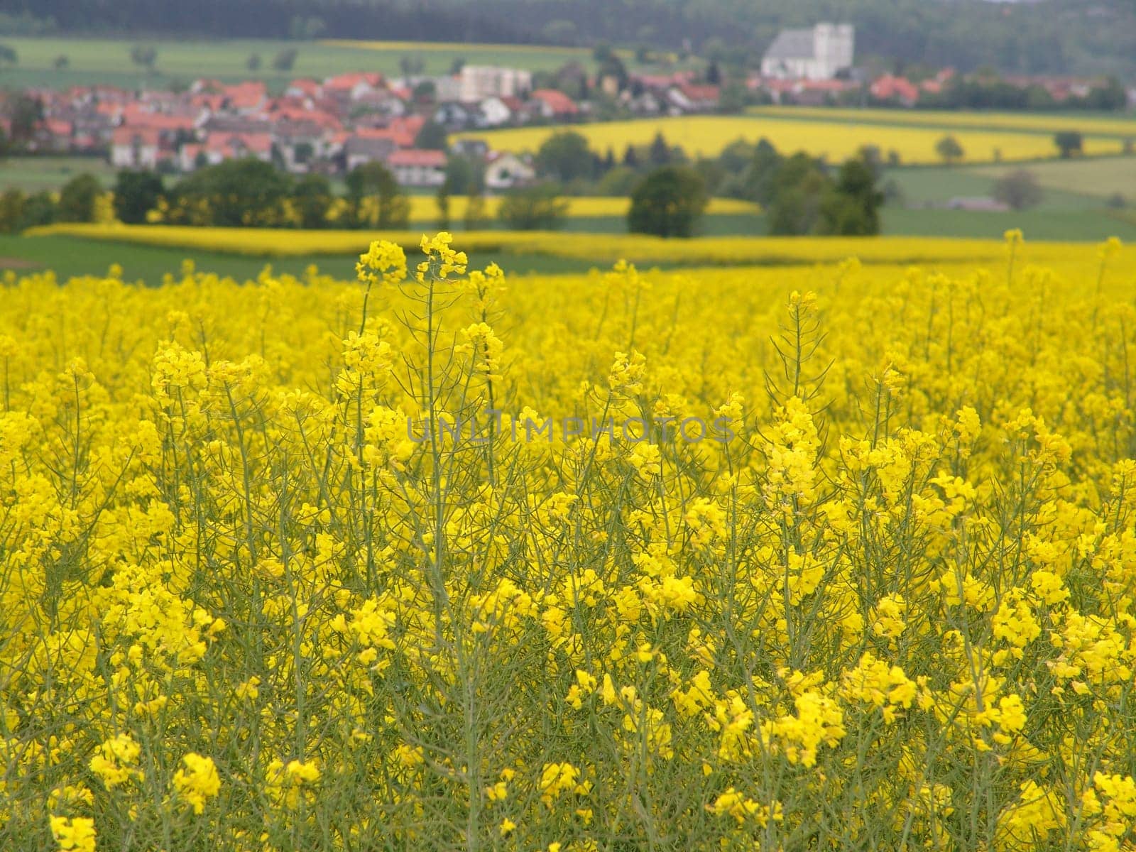 Spring Landscape