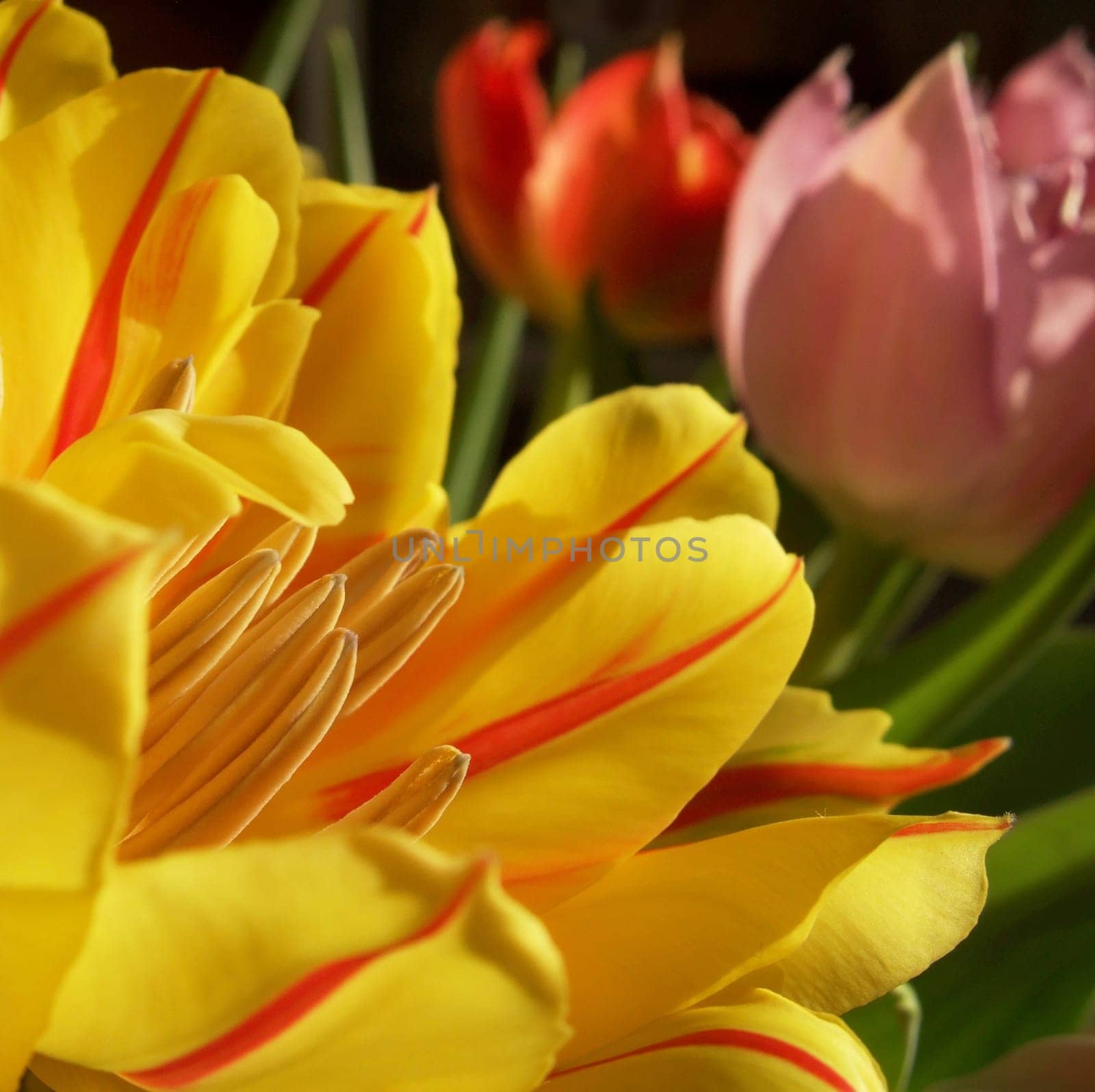 Colorful tulips