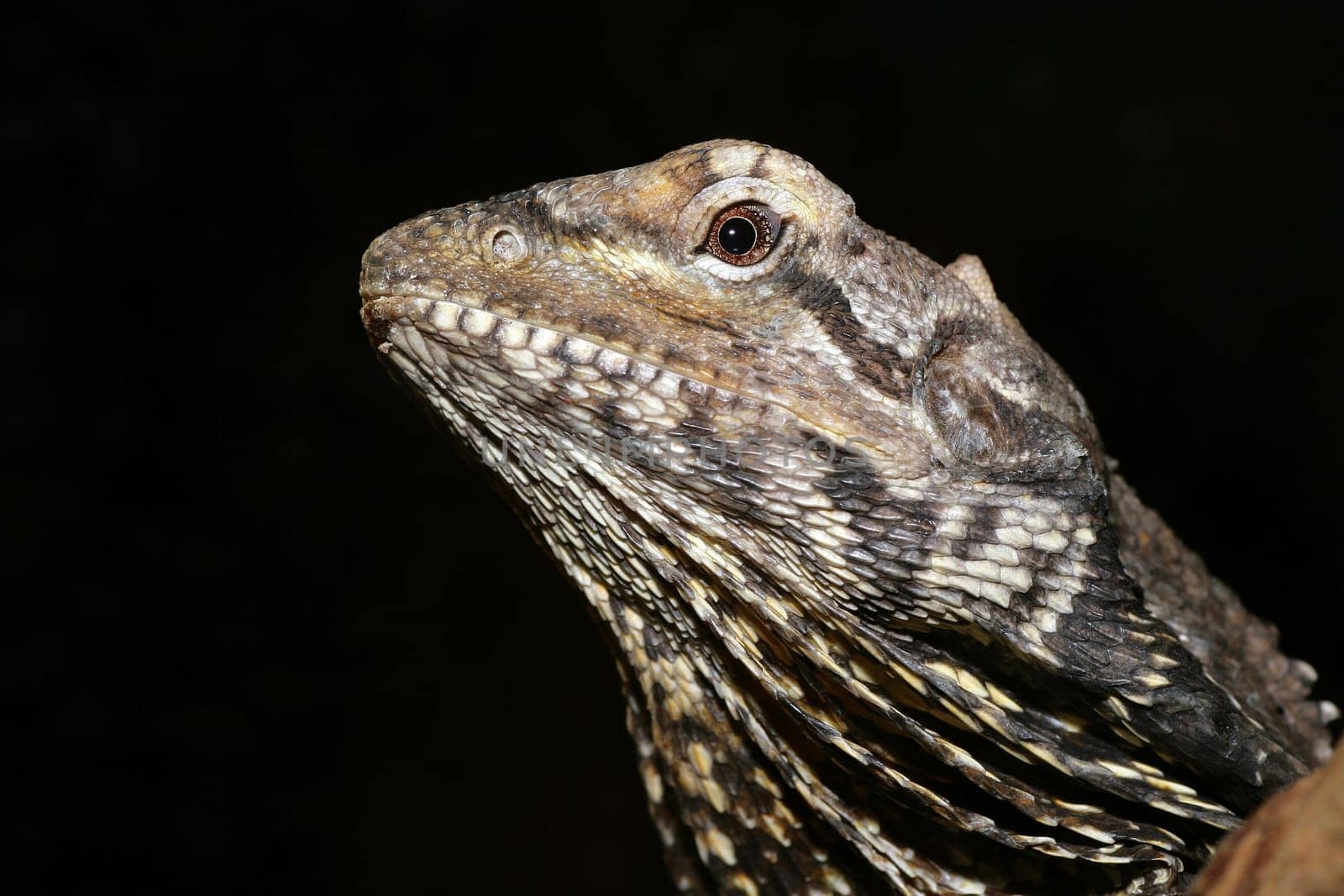 They are yellow-brown to grey-brown to black-brown in colour. The lizard is characterized by a long tail,which is two-thirds of its body length,and a large,collar-shaped fold of skin that lies below the head and laterally. The K-r