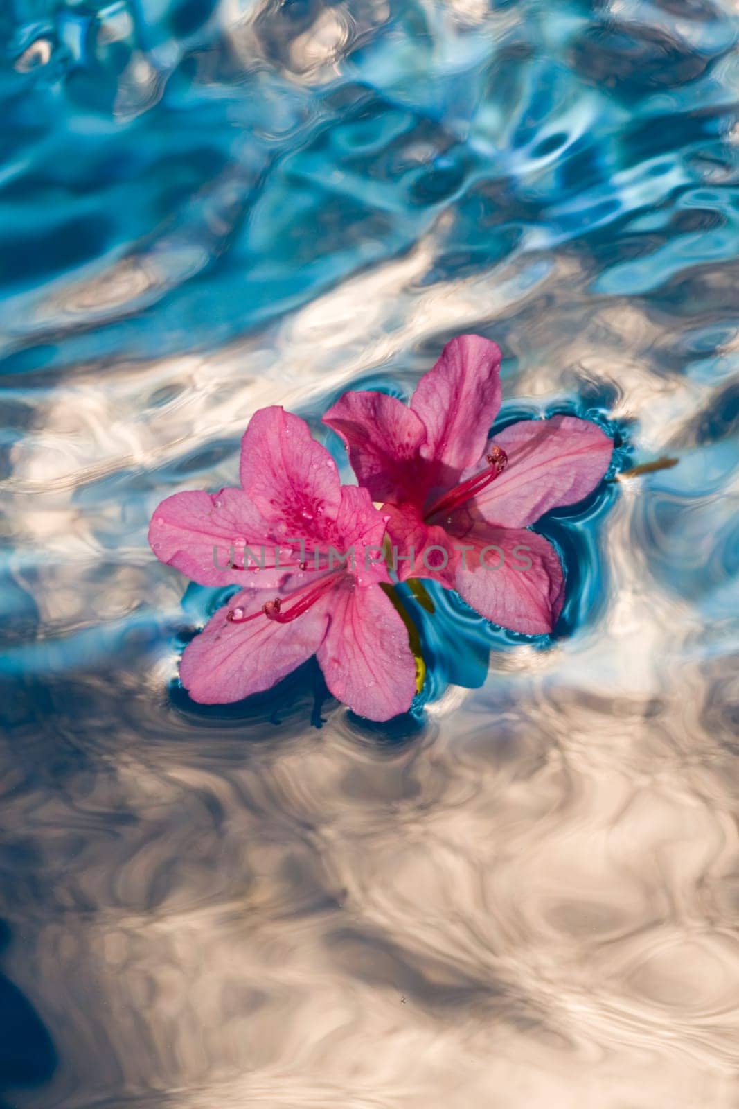 pink dream in liquid