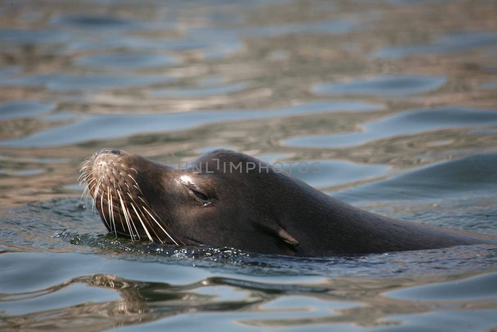 California sea lion