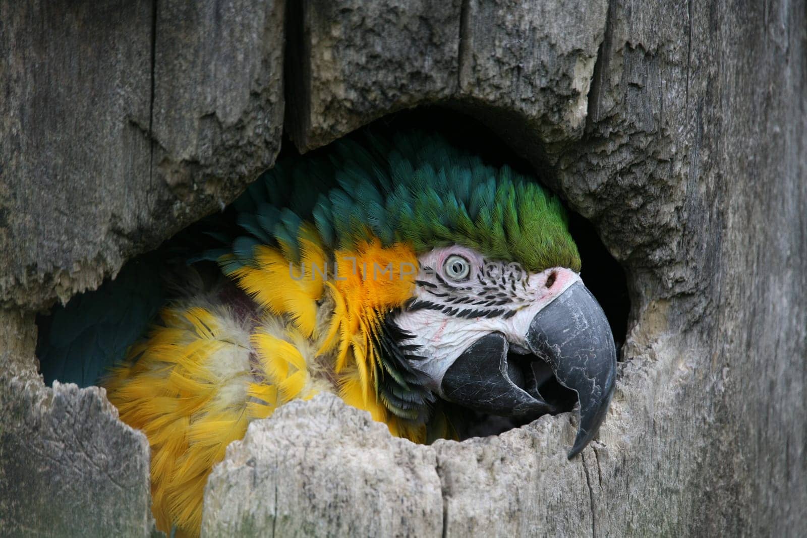 Yellow-breasted macaw