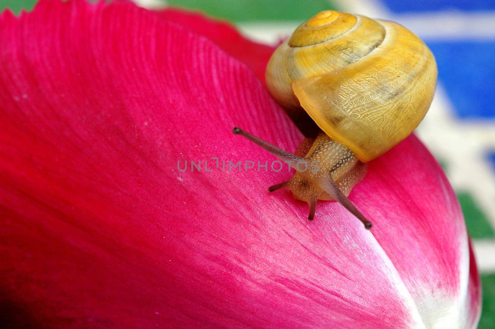 Snail on pink