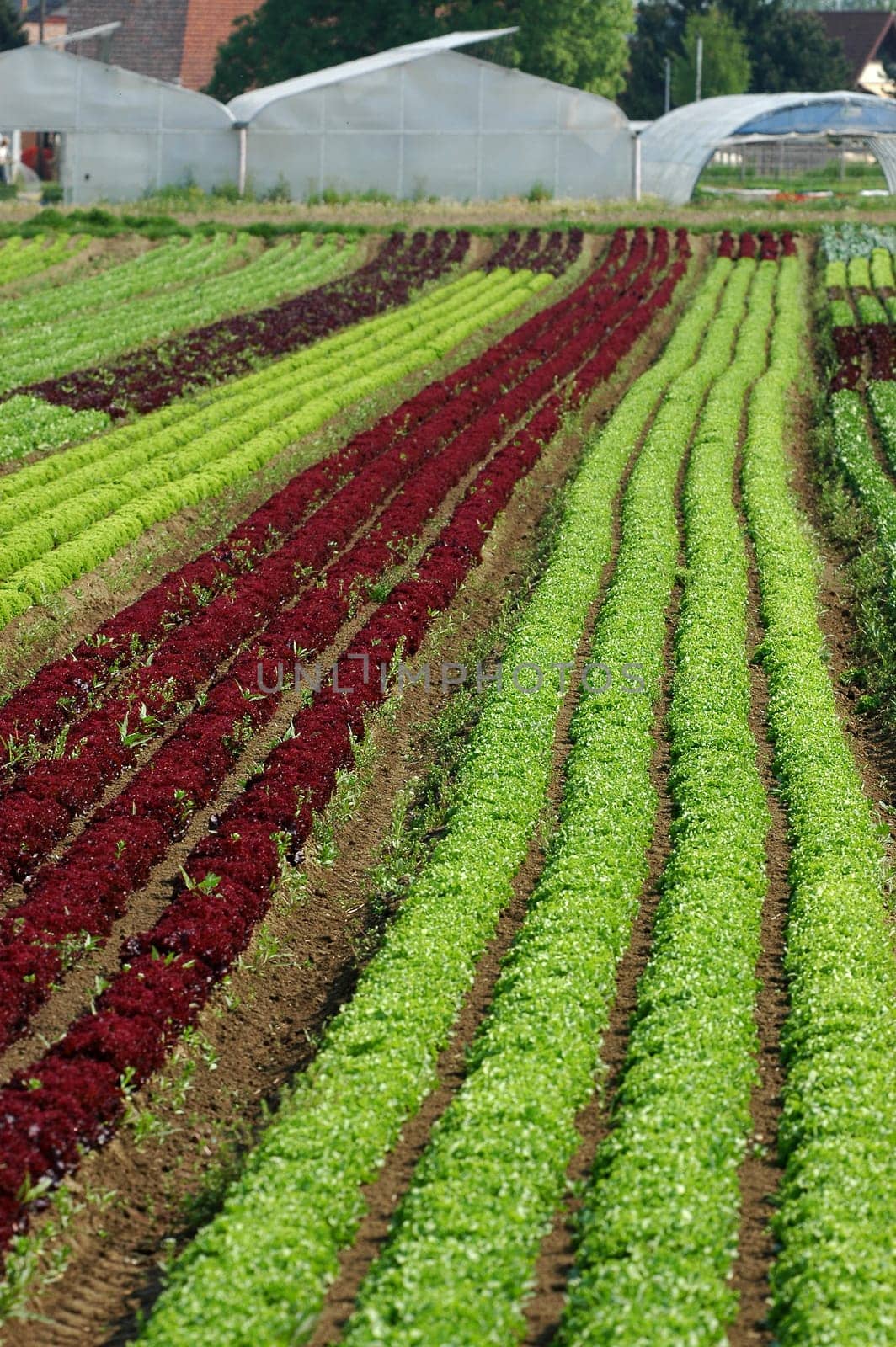 Rows of salads