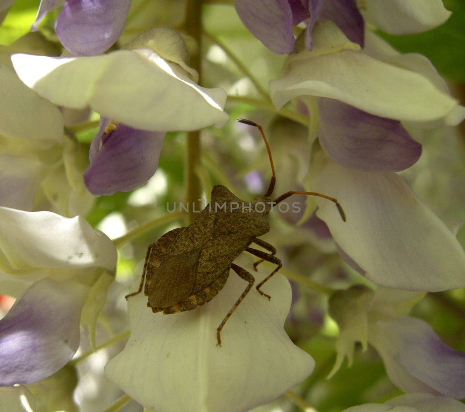 Leather bug 01