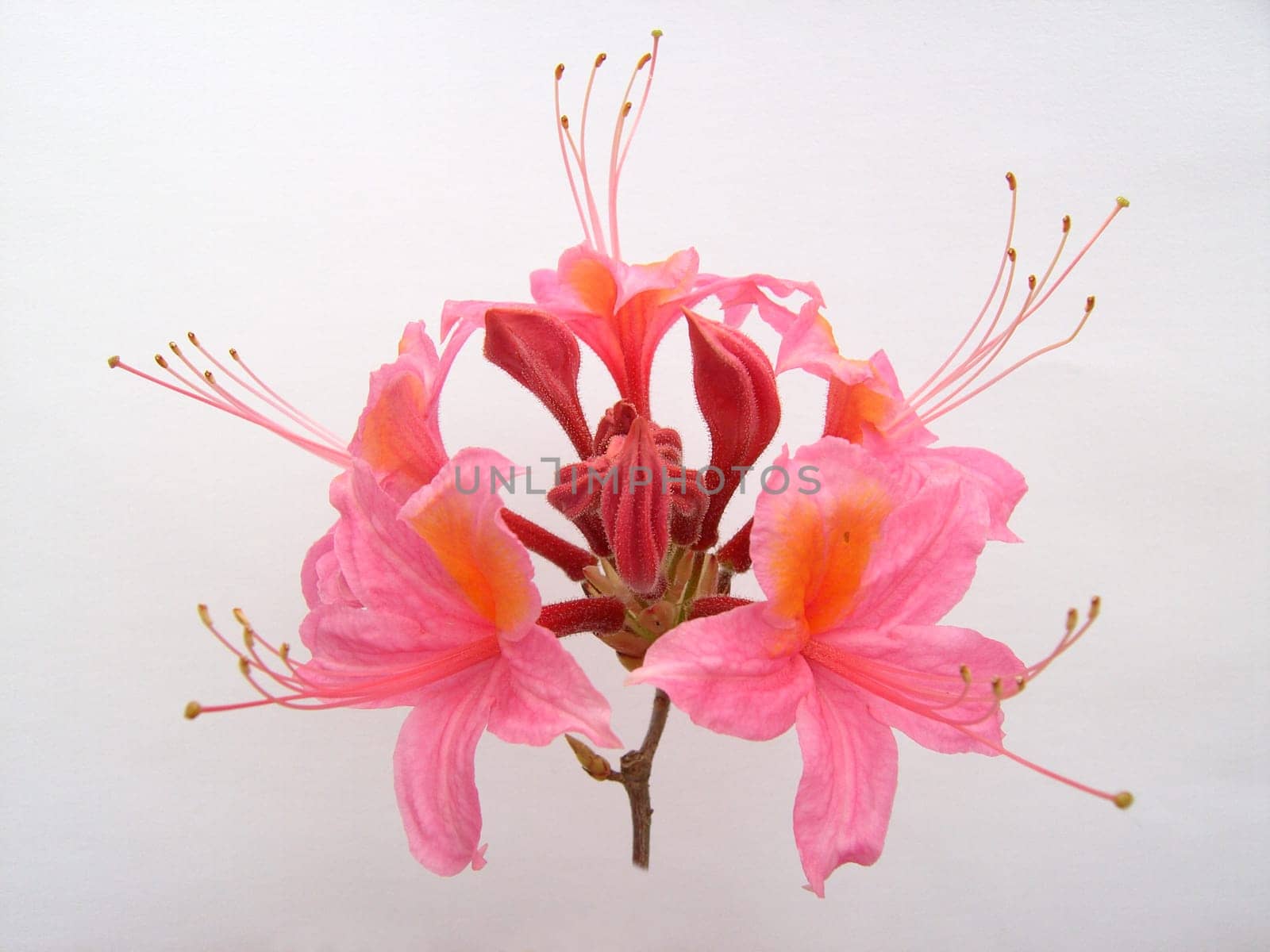Azalea 01