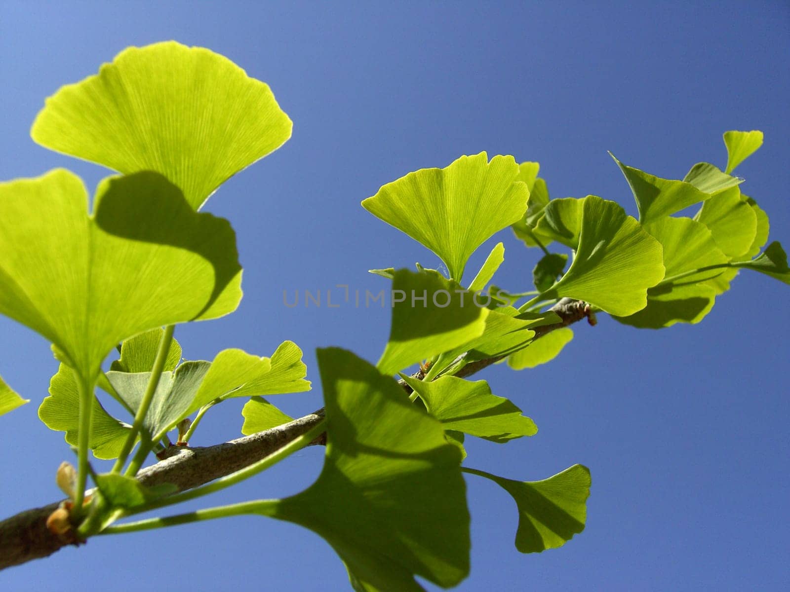 Ginkgo 02