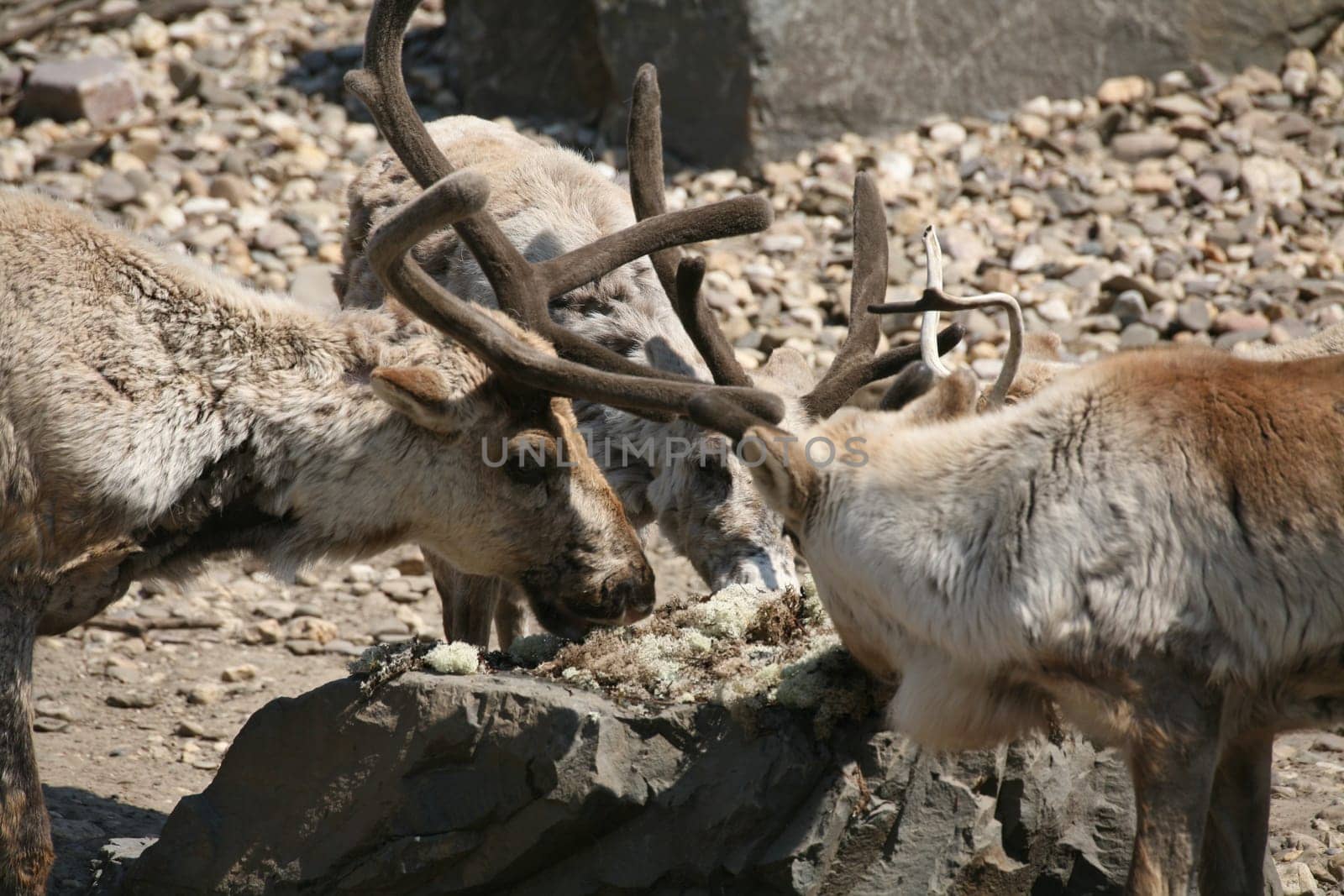 Reindeer