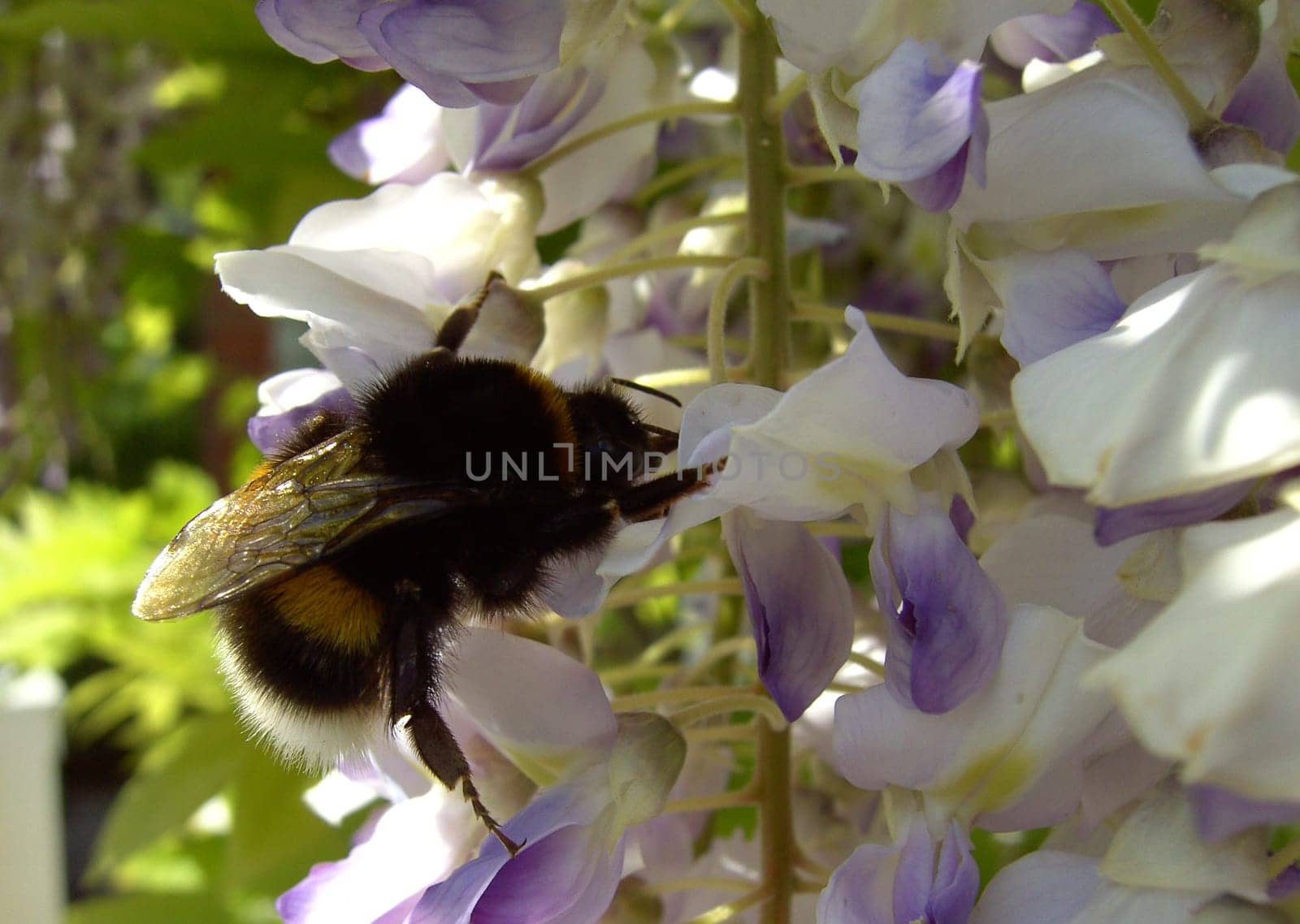 Bumblebee 02