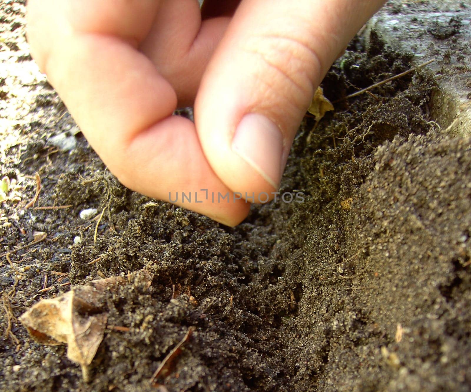 Sowing 01