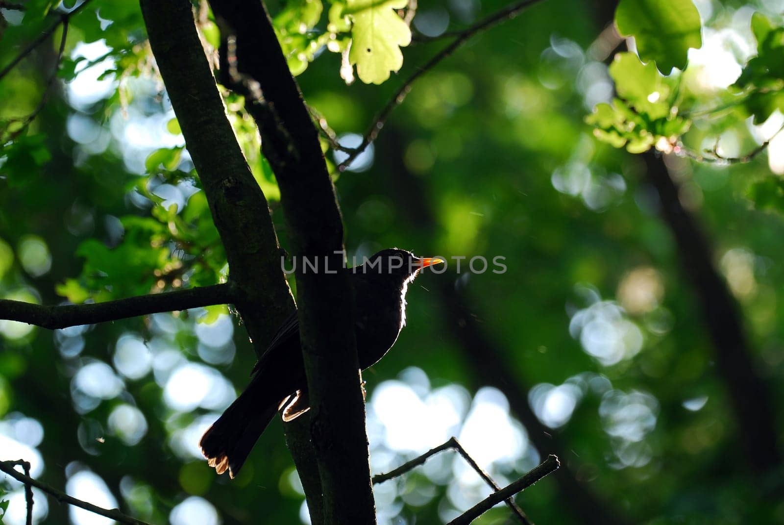 Blackbird in the backlight