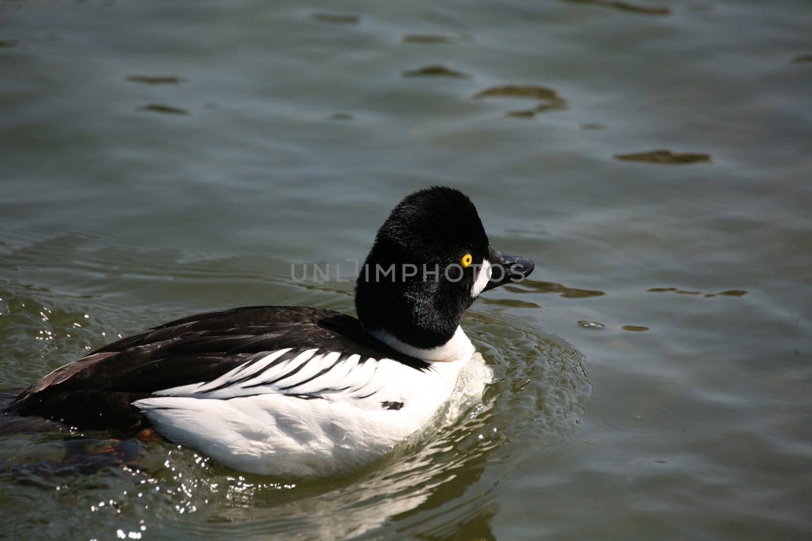 Common goldeneye