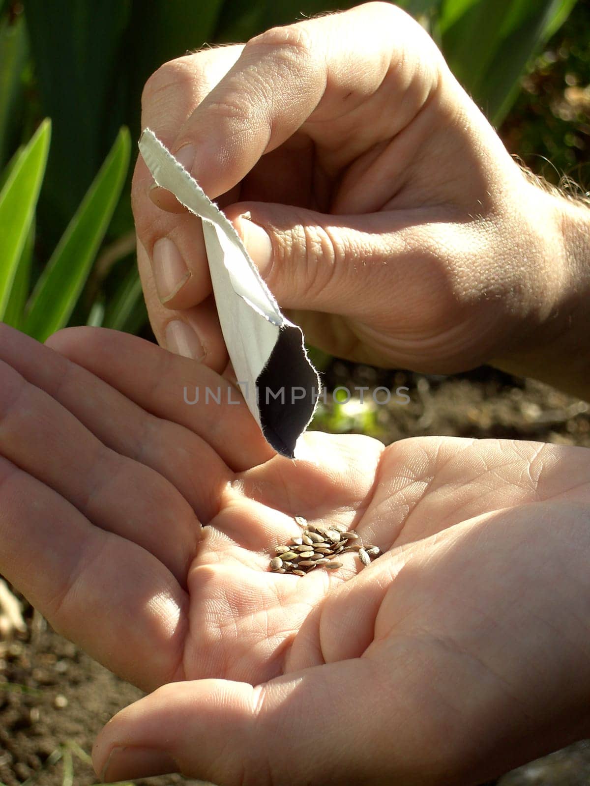 Sowing 05