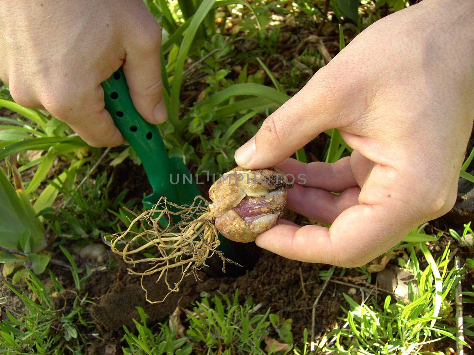 Onion Stuck 02