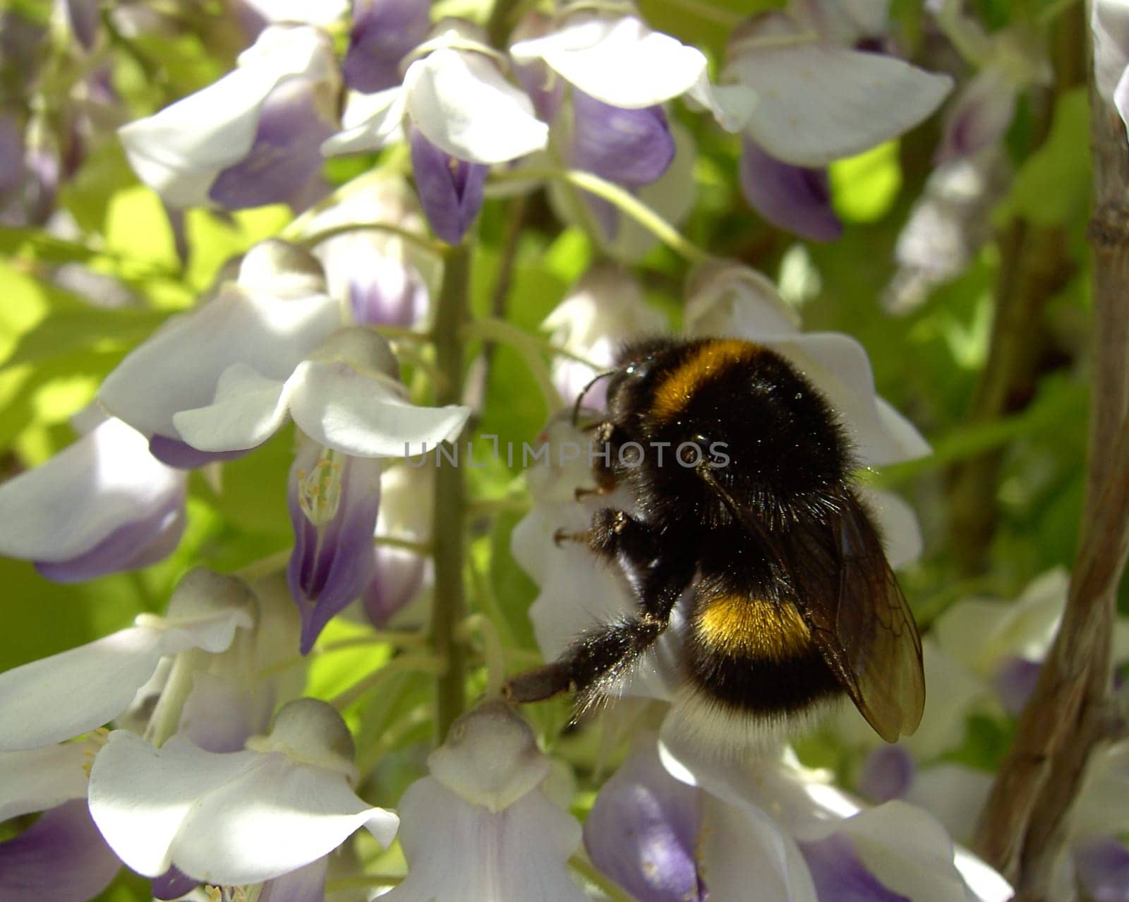Bumblebee 04