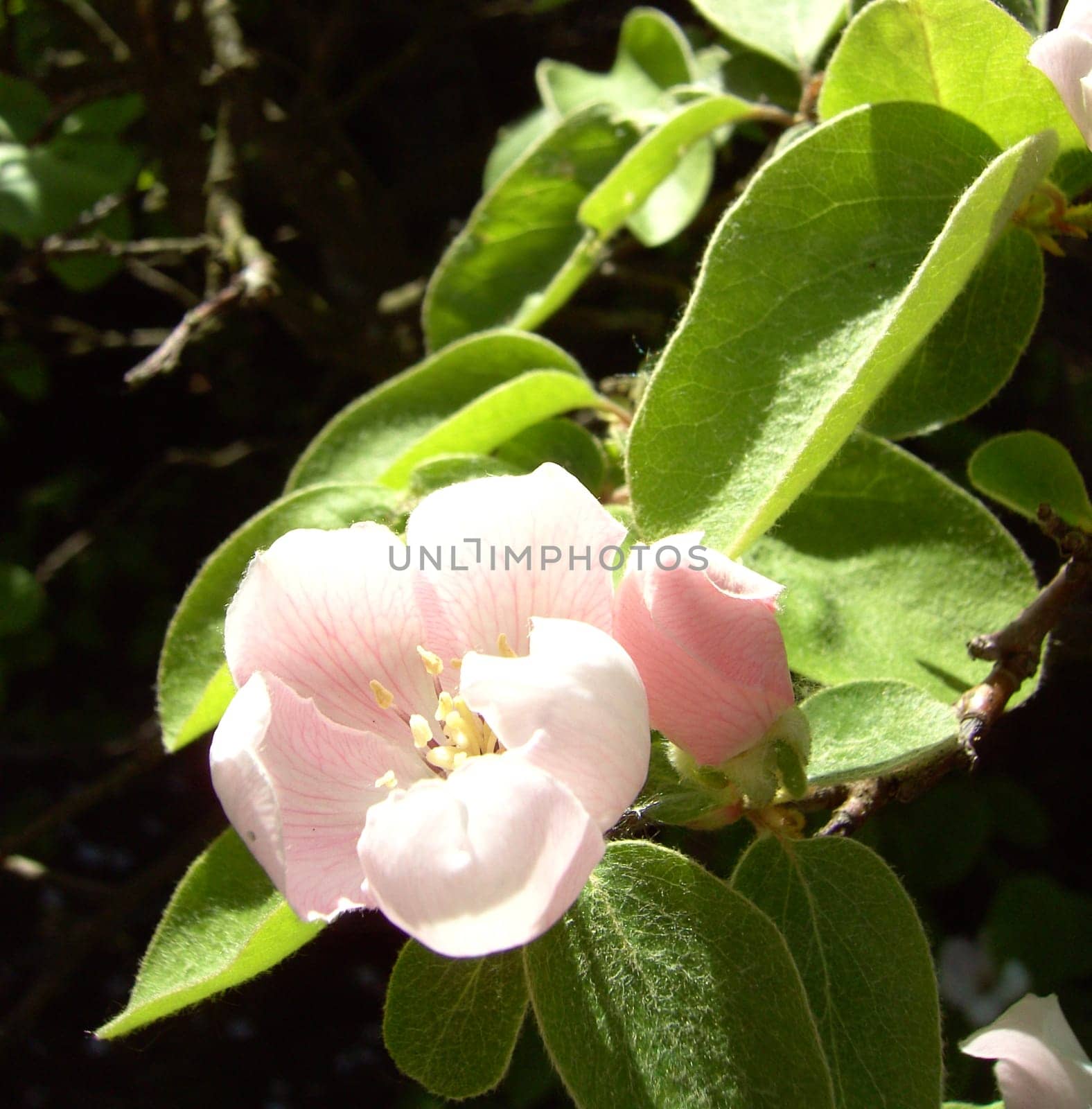 Ornamental apple blossom 01