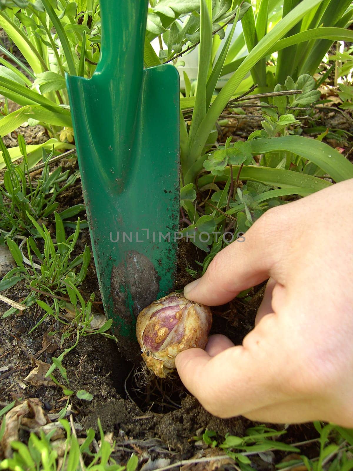 Sticking onion 01