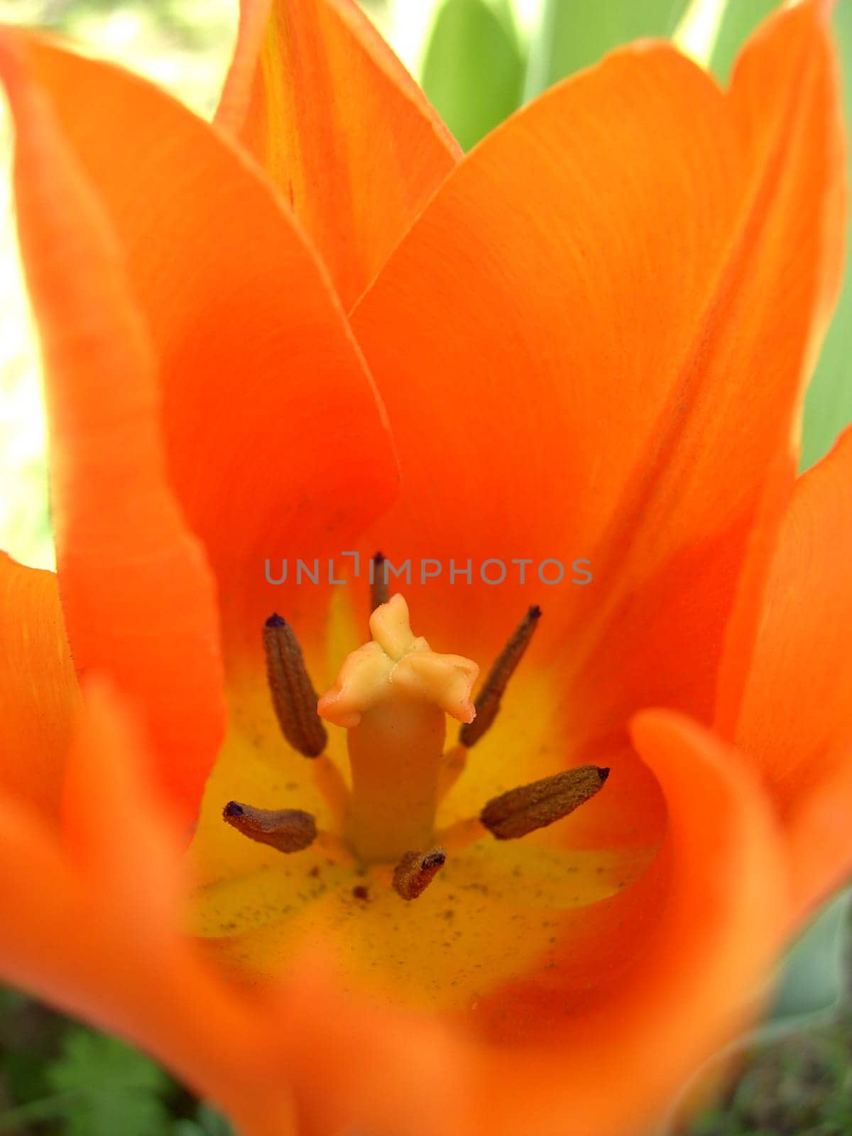 Tulip 07