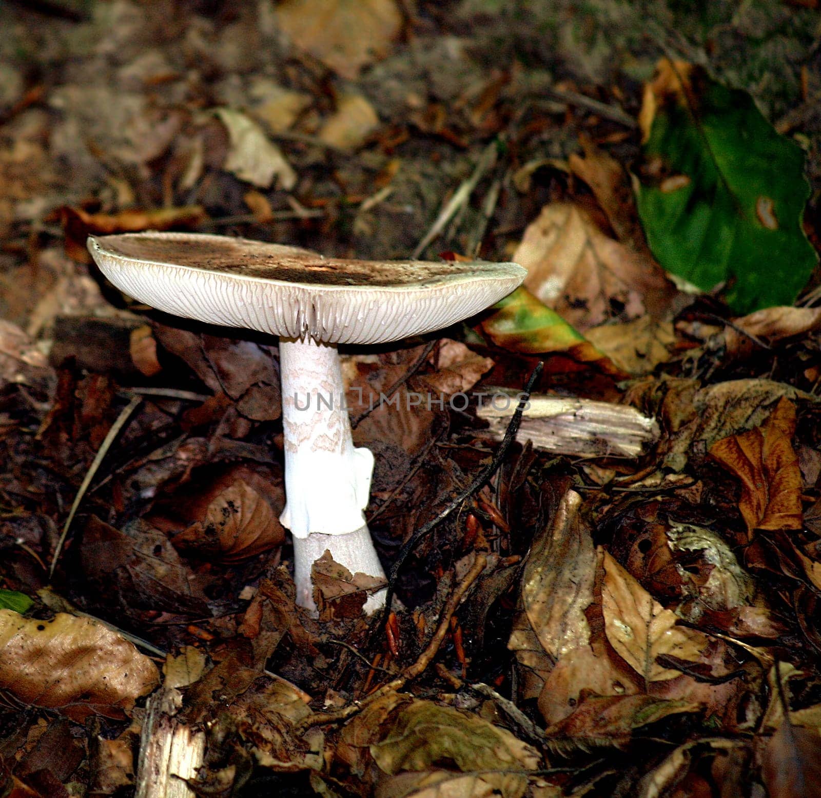 a little mushroom stands in the forest