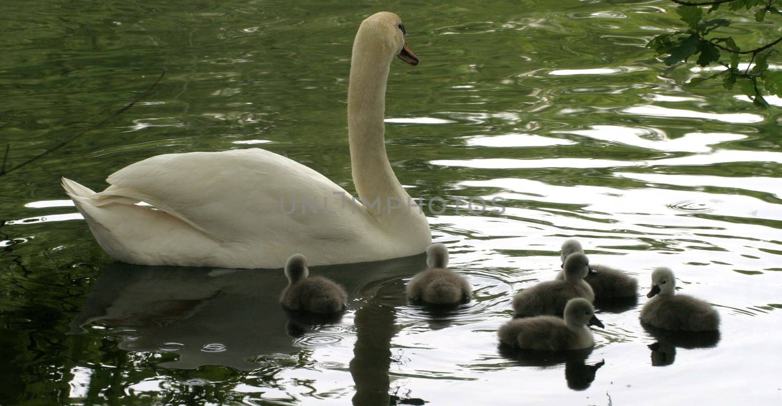 First attempts at swimming...