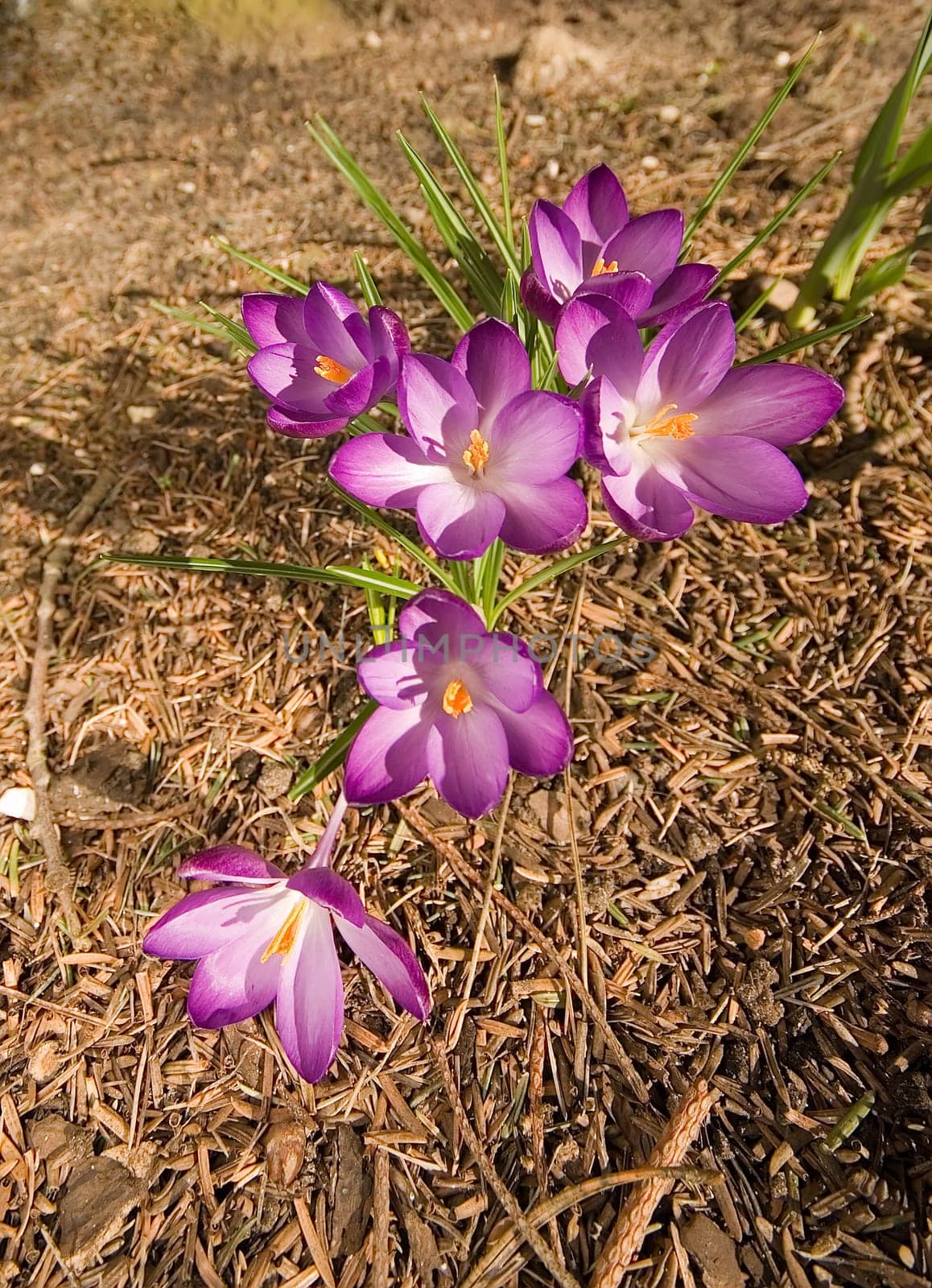 Heralds of spring