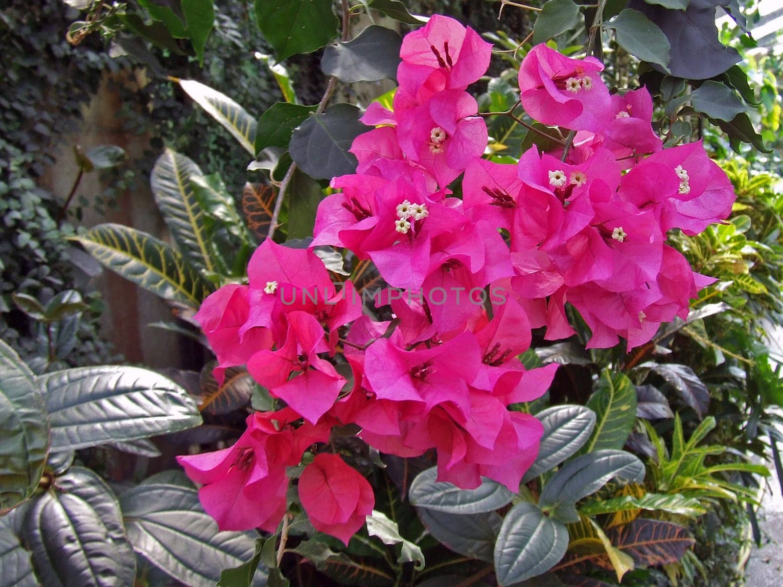 Bougainvillea