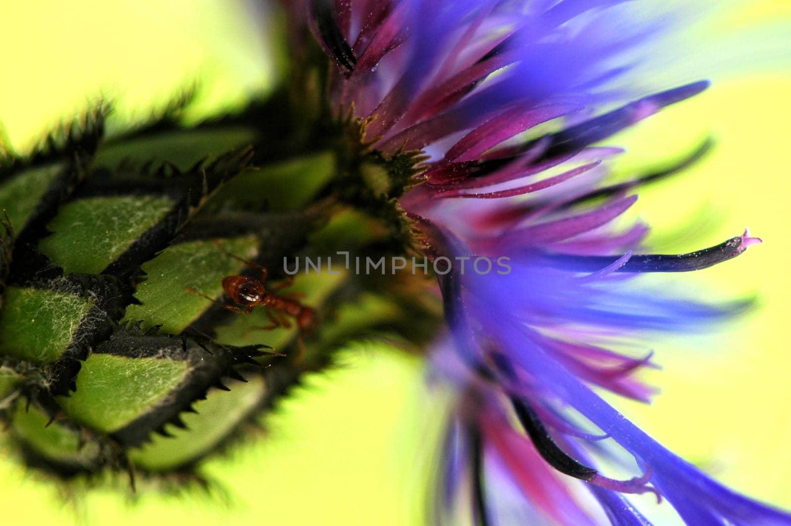 Cornflower and ant