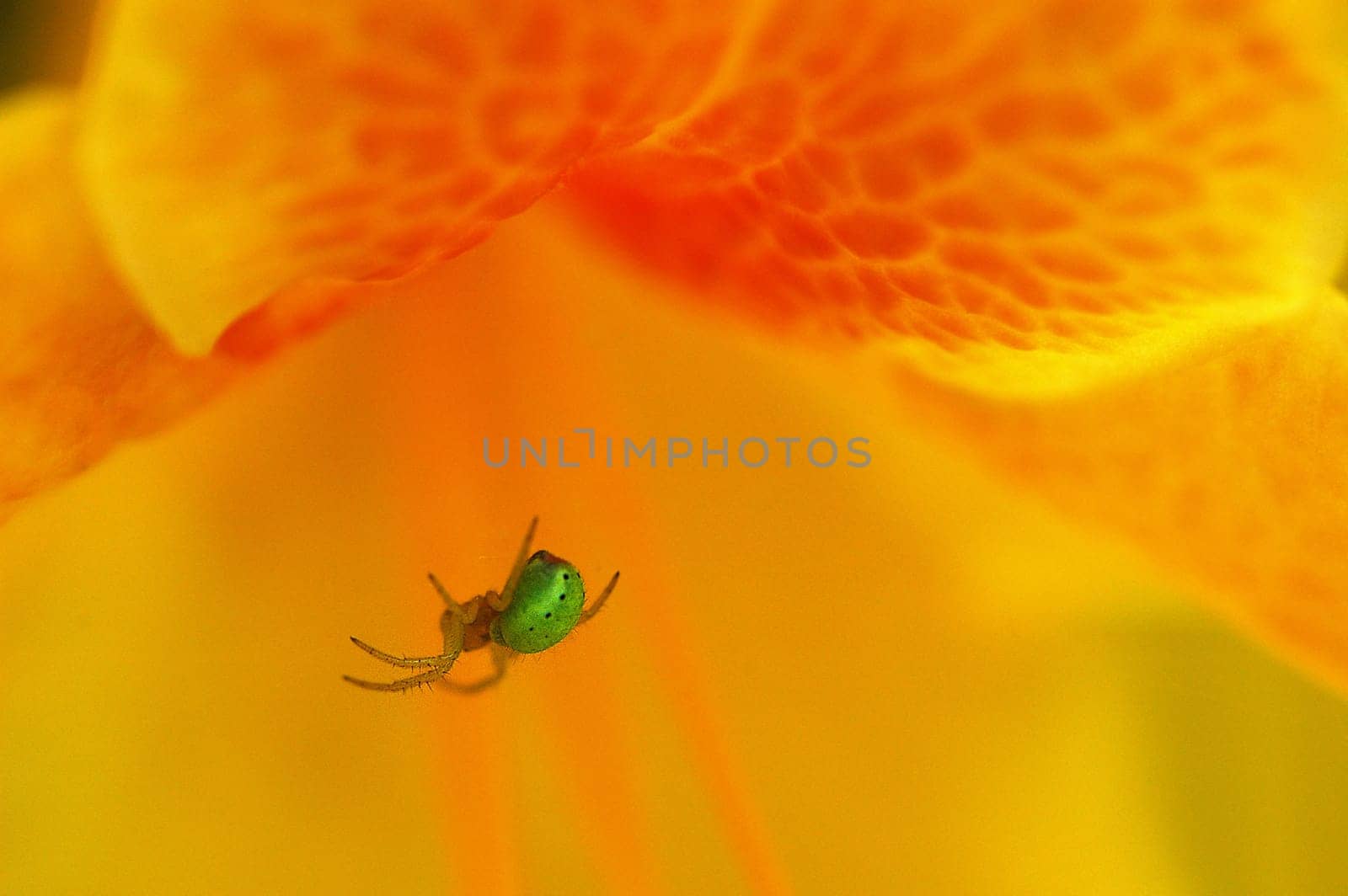 green spider